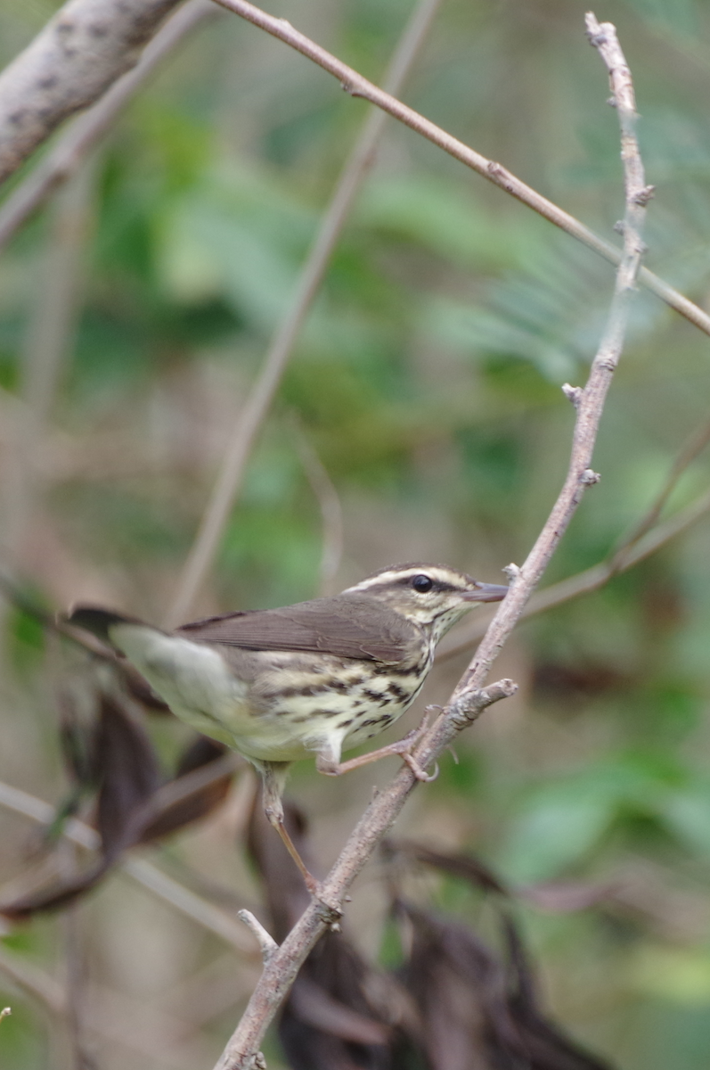 Northern Waterthrush - ML629278359