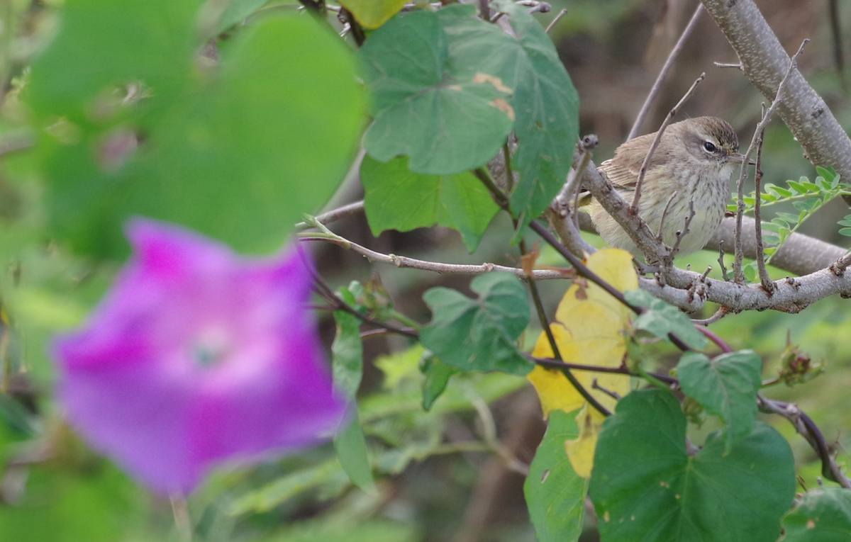 Palm Warbler - ML629278449
