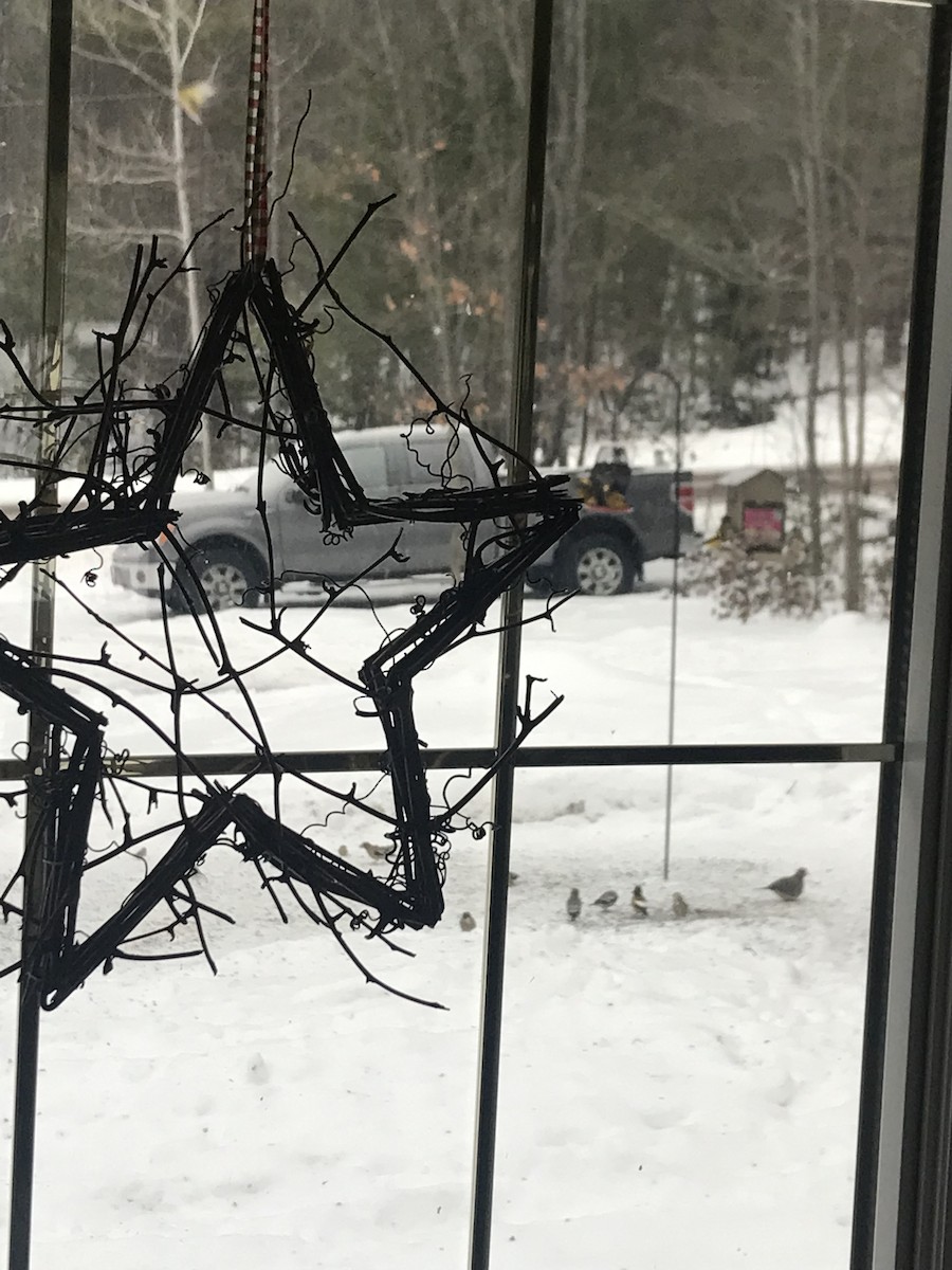 Evening Grosbeak - ML629278582