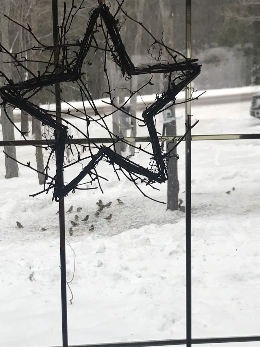 Evening Grosbeak - ML629278583