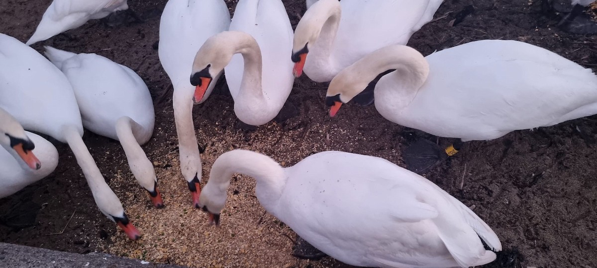 Mute Swan - ML629278649