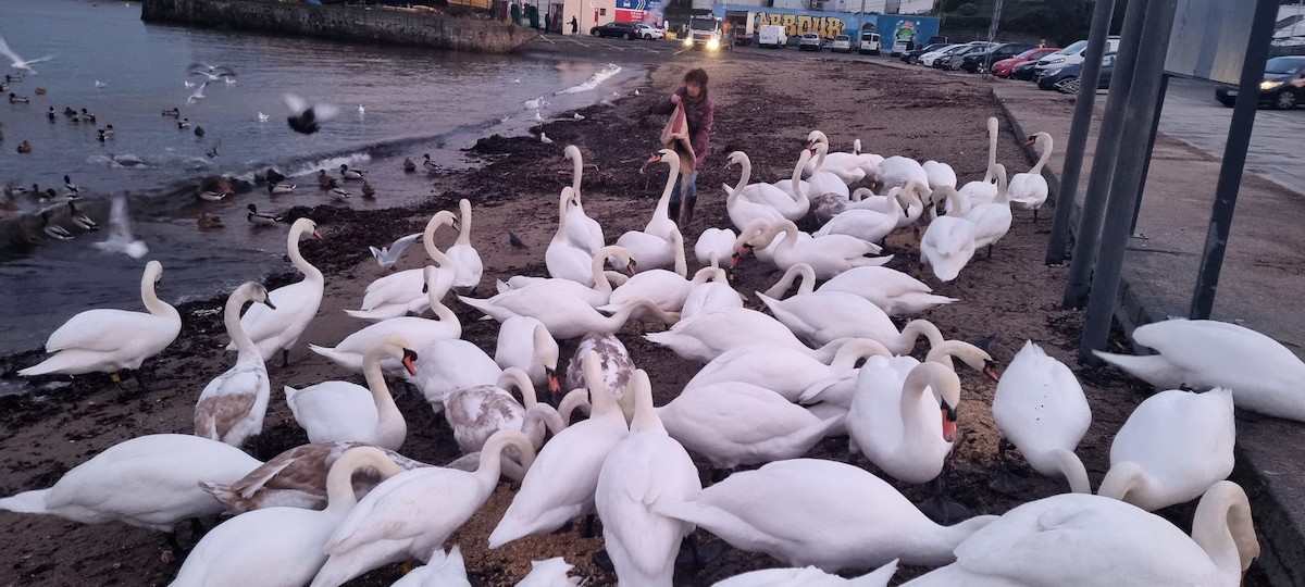 Mute Swan - ML629278650