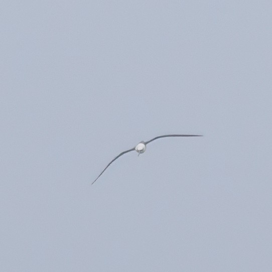 White-capped Albatross - ML629278725