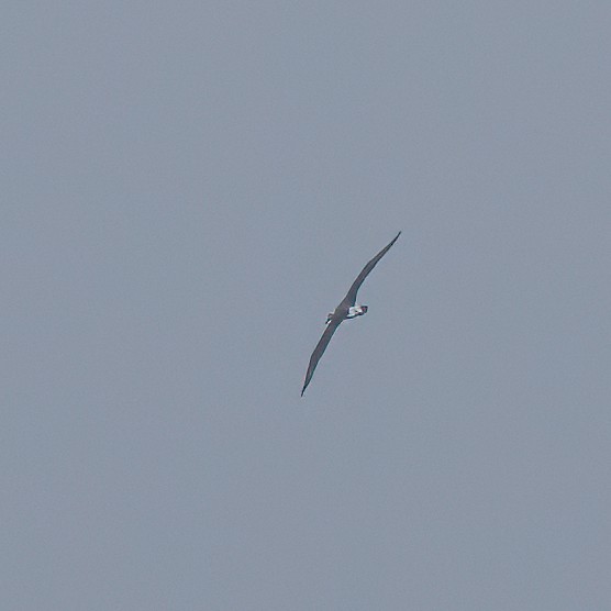 White-capped Albatross - ML629278726