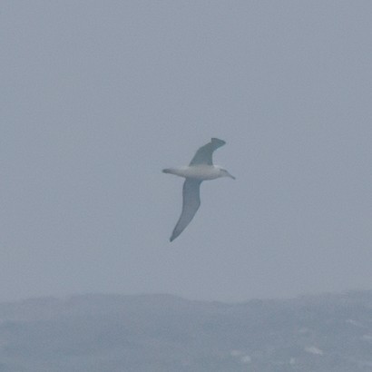 White-capped Albatross - ML629278727
