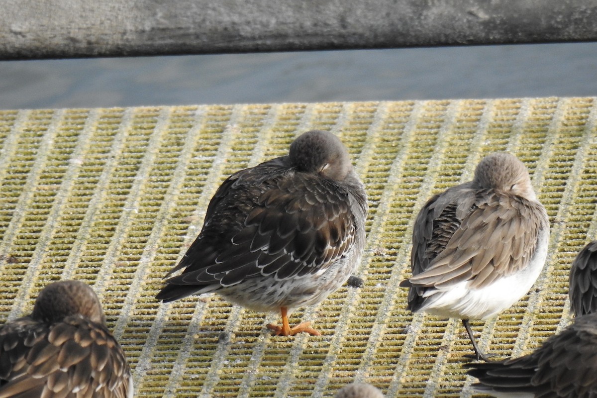 Purple Sandpiper - ML629278752