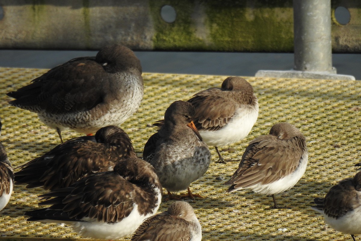 Purple Sandpiper - ML629278762