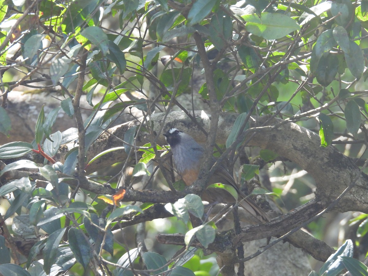 Banasura Laughingthrush - ML629278771