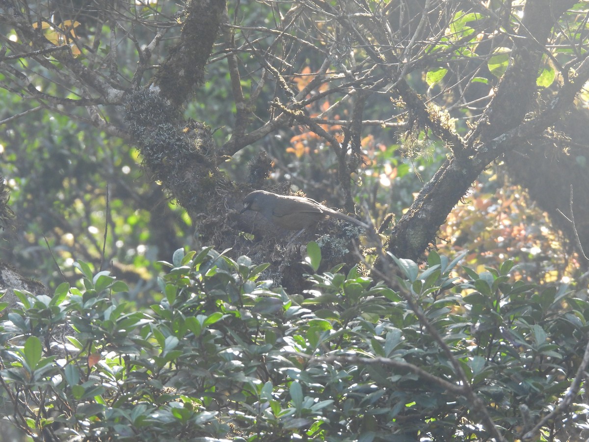 Banasura Laughingthrush - ML629278775