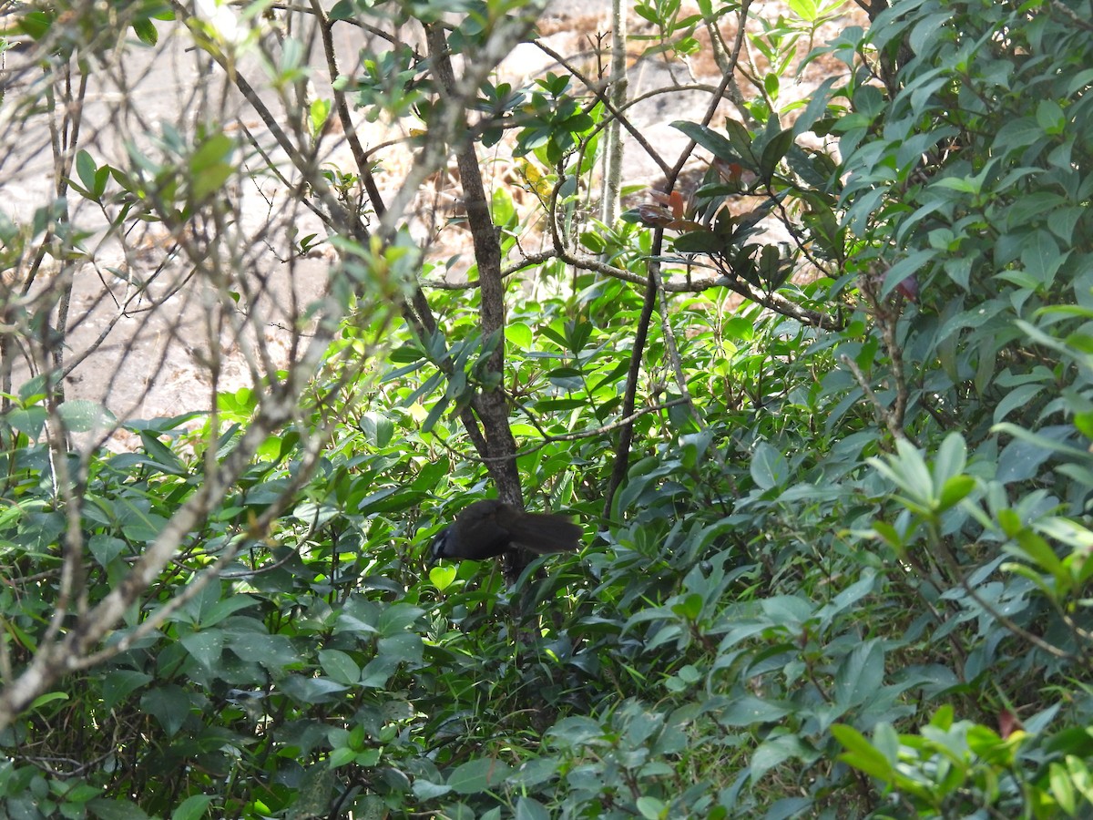 Banasura Laughingthrush - ML629278778