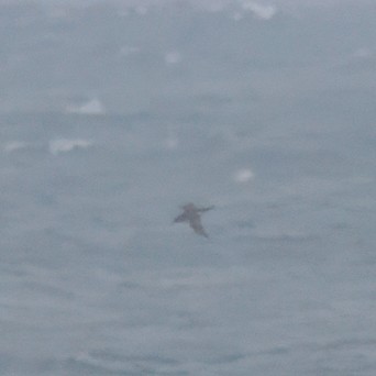shearwater sp. - ML629278802