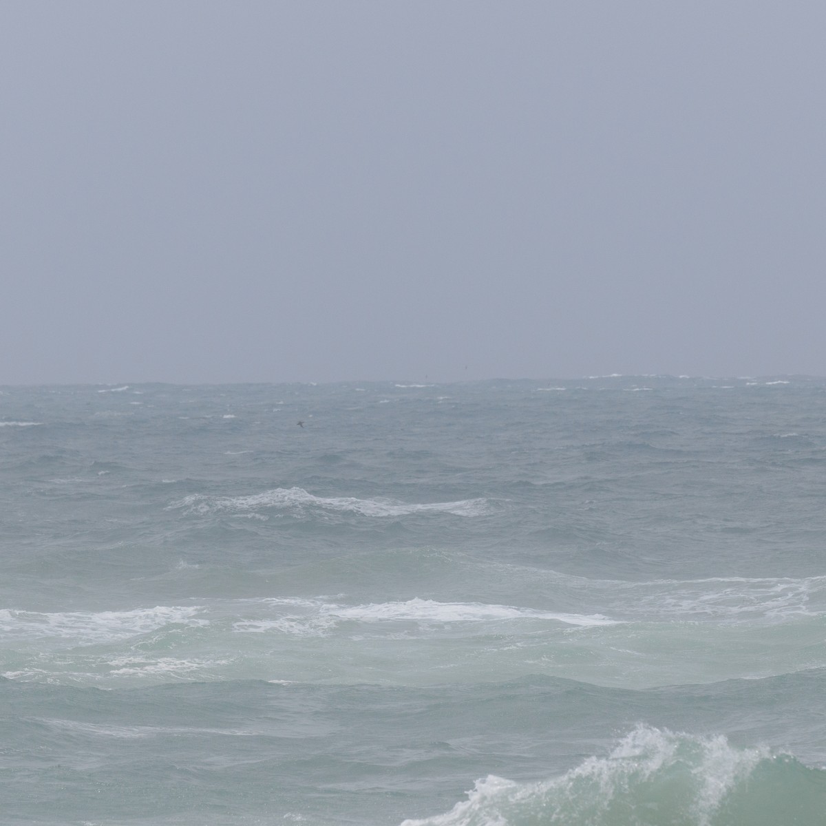 shearwater sp. - ML629278803
