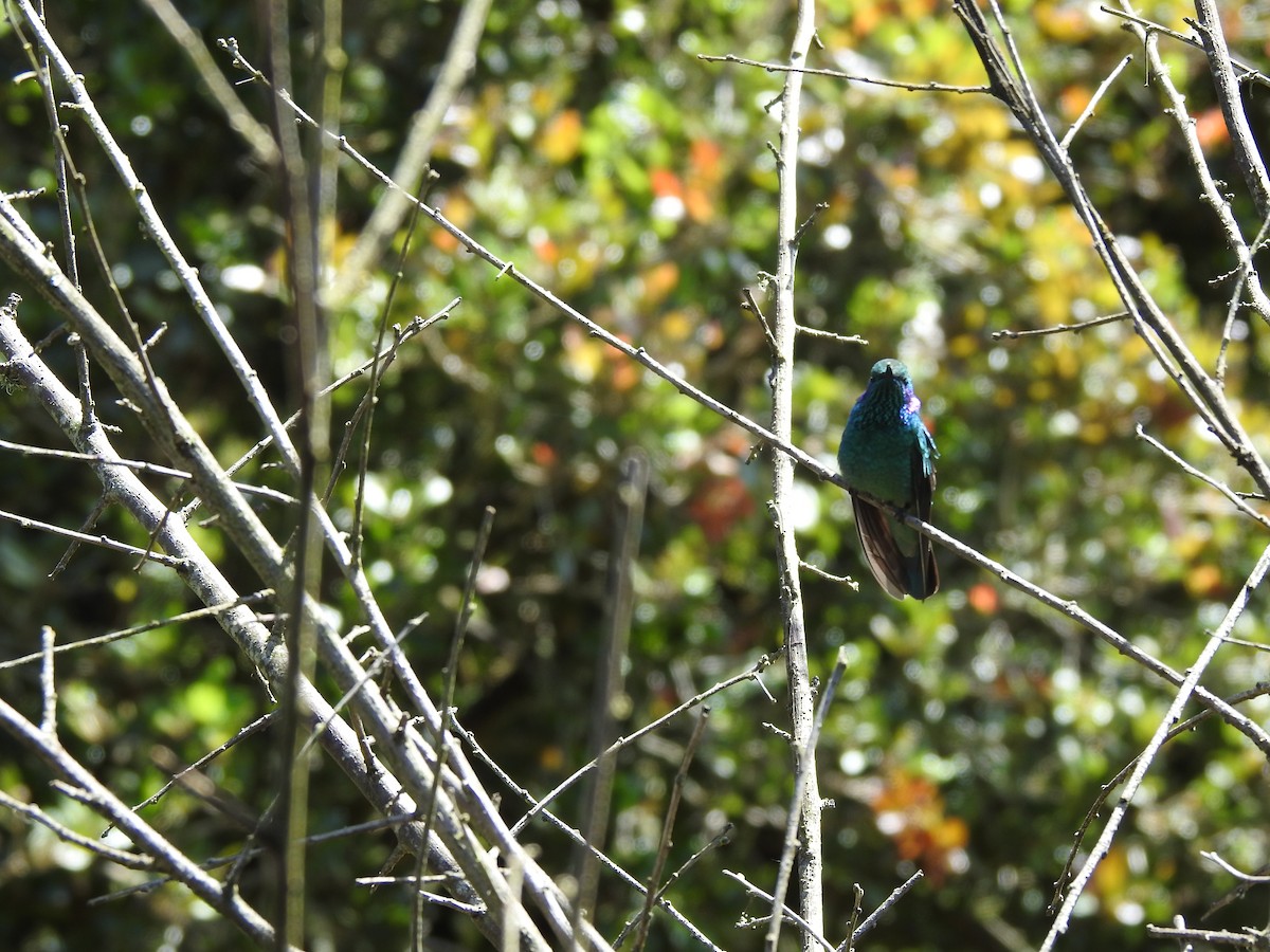 Lesser Violetear - ML629278805