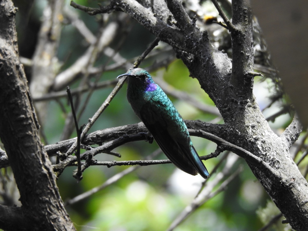 Lesser Violetear - ML629278813