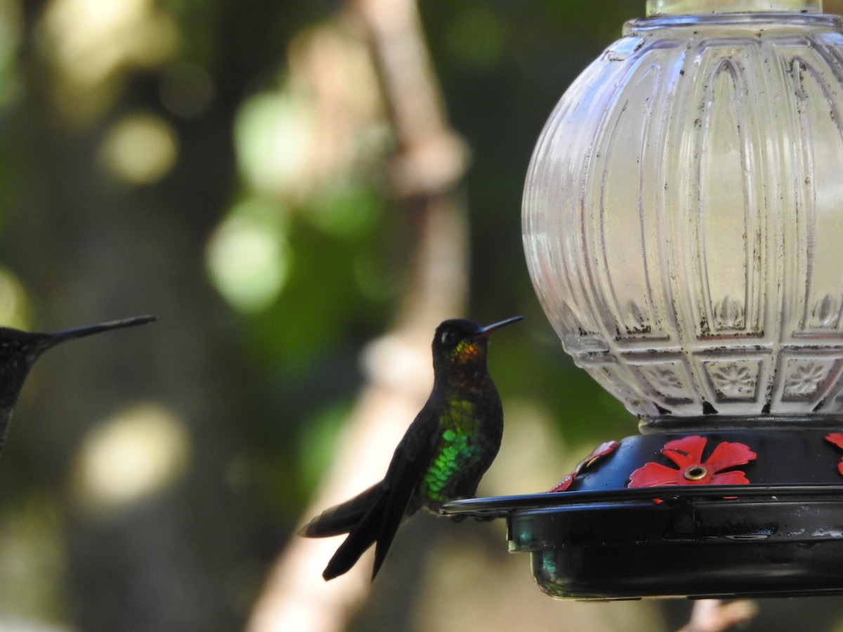 Fiery-throated Hummingbird - ML629278889