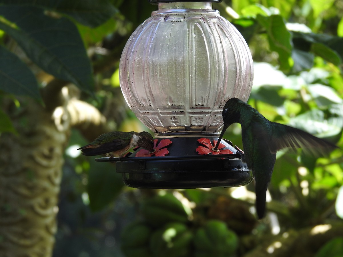 Talamanca Hummingbird - ML629279010