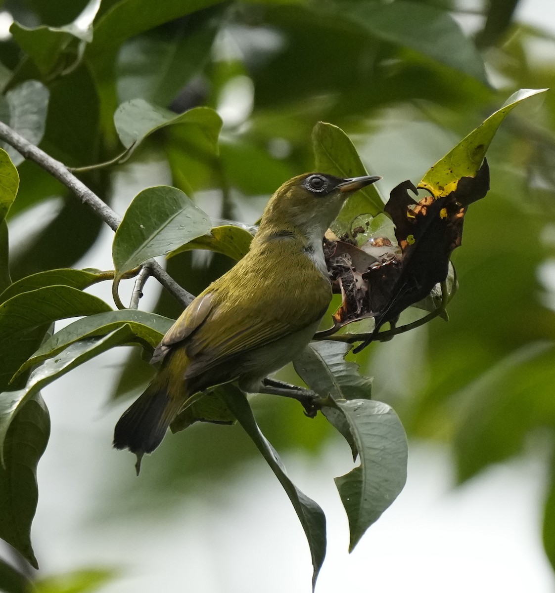 Cream-throated White-eye - ML629279042