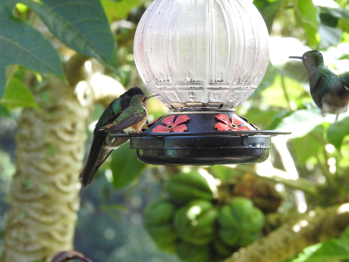 Volcano Hummingbird - ML629279088