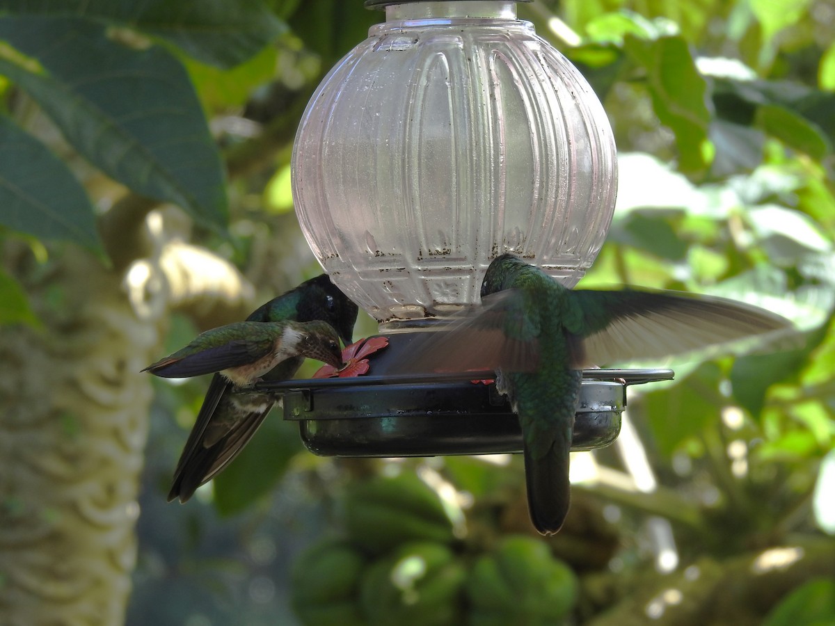 Volcano Hummingbird - ML629279097