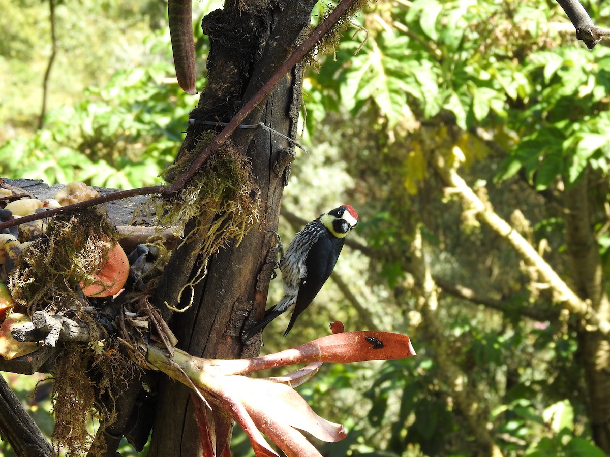 Acorn Woodpecker - ML629279141