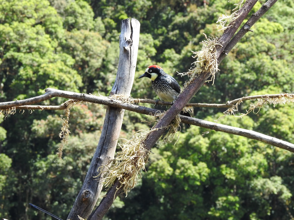 Acorn Woodpecker - ML629279152