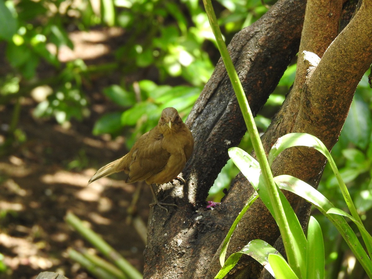 Clay-colored Thrush - ML629279212
