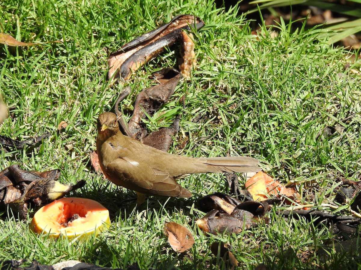 Clay-colored Thrush - ML629279219