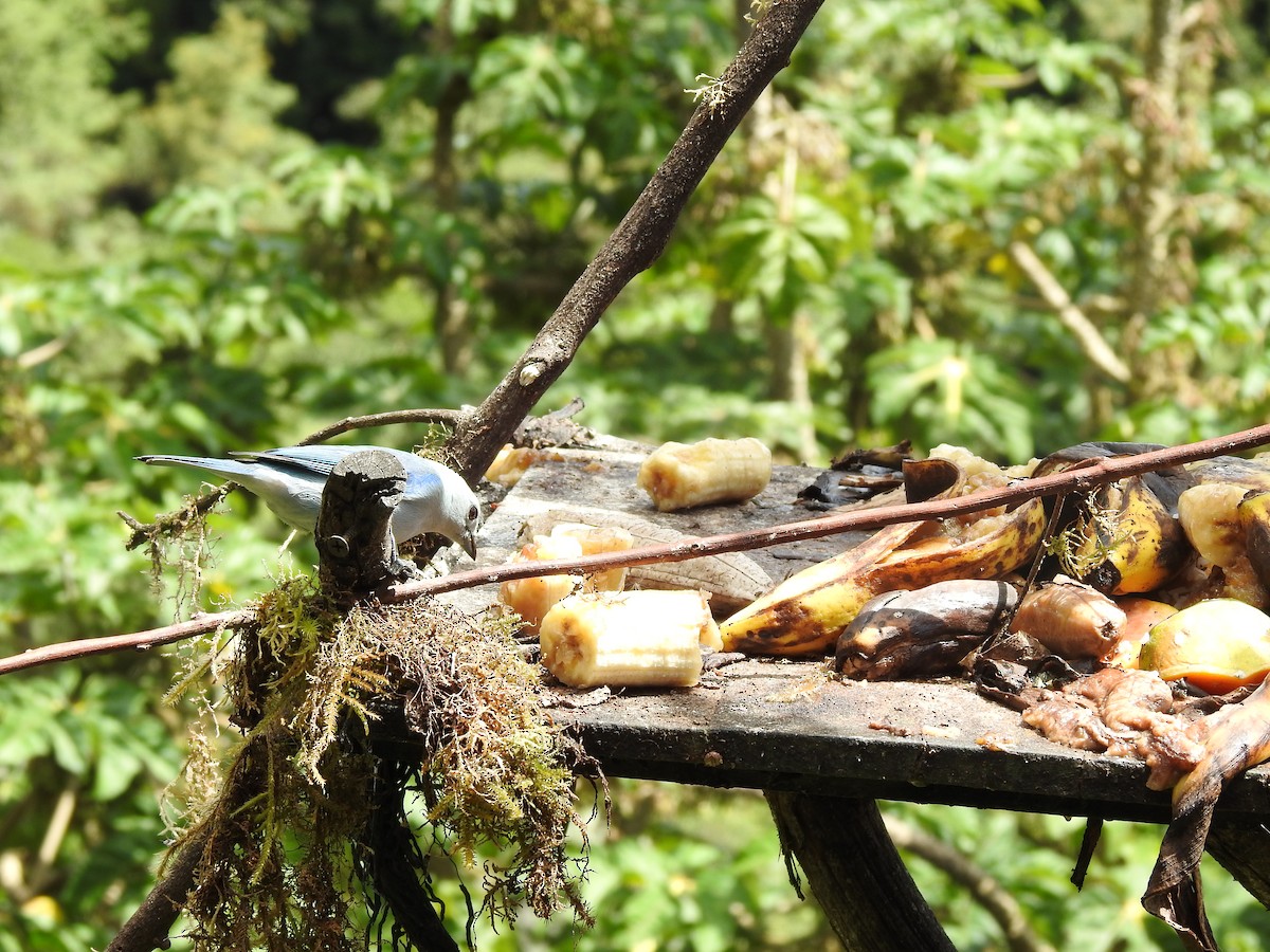 Blue-gray Tanager - ML629279298