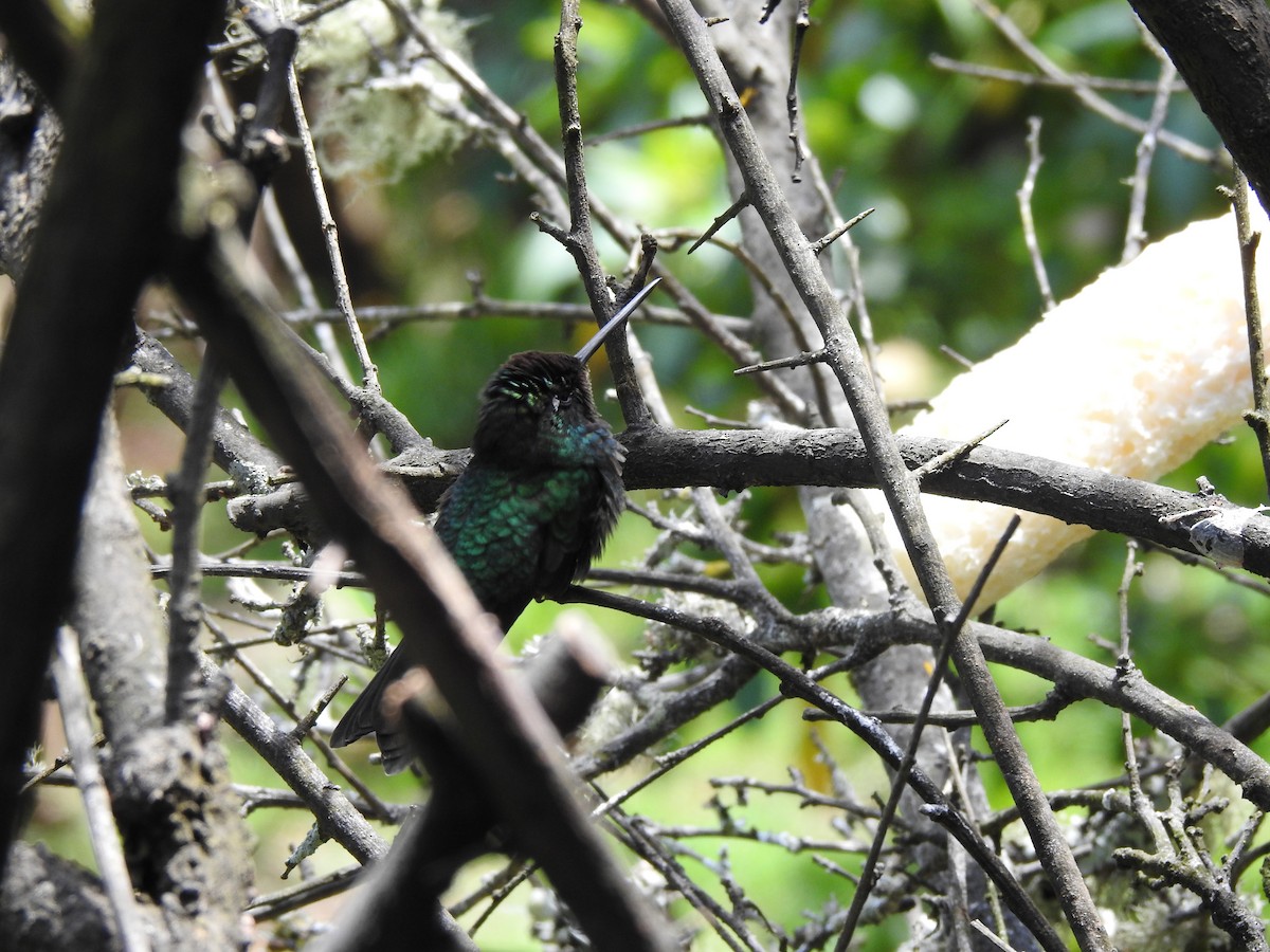 Fiery-throated Hummingbird - ML629279335
