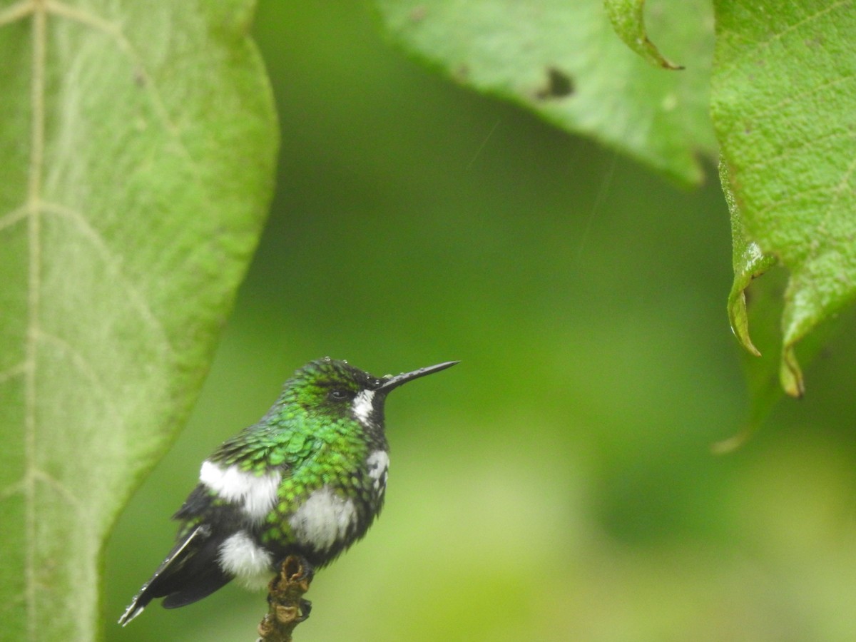 Green Thorntail - ML629279389