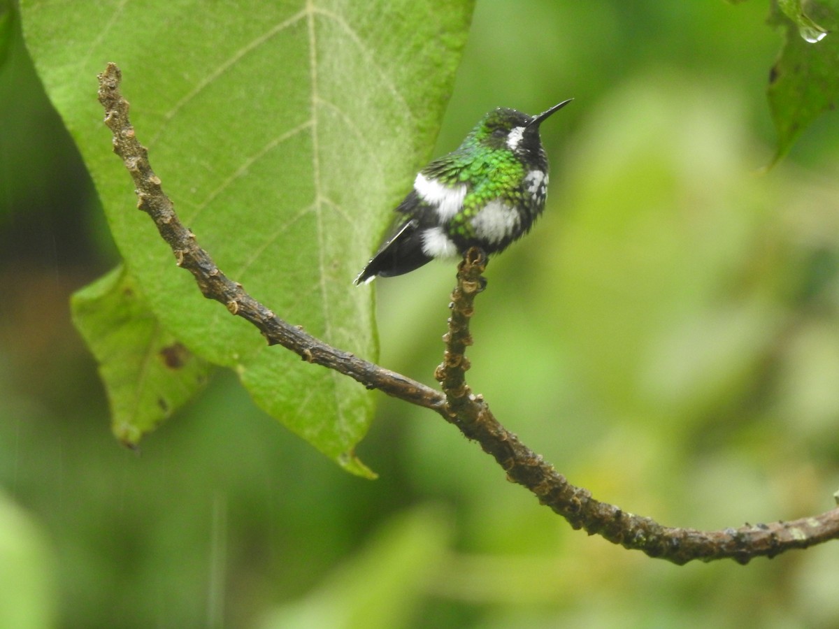 Green Thorntail - ML629279399