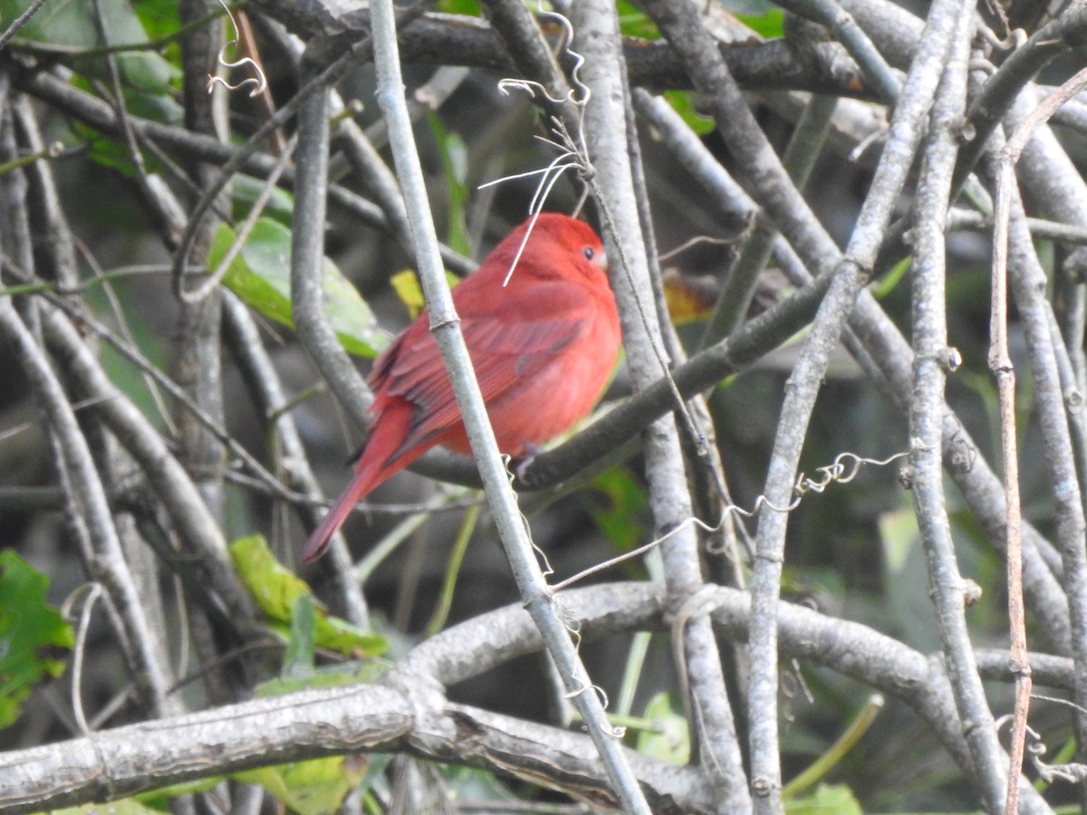 Summer Tanager - ML629279455