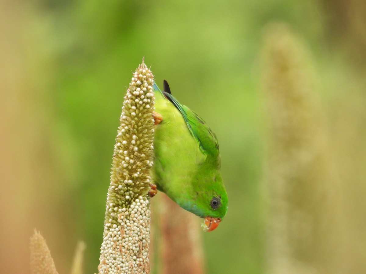 Vernal Hanging-Parrot - ML629279528