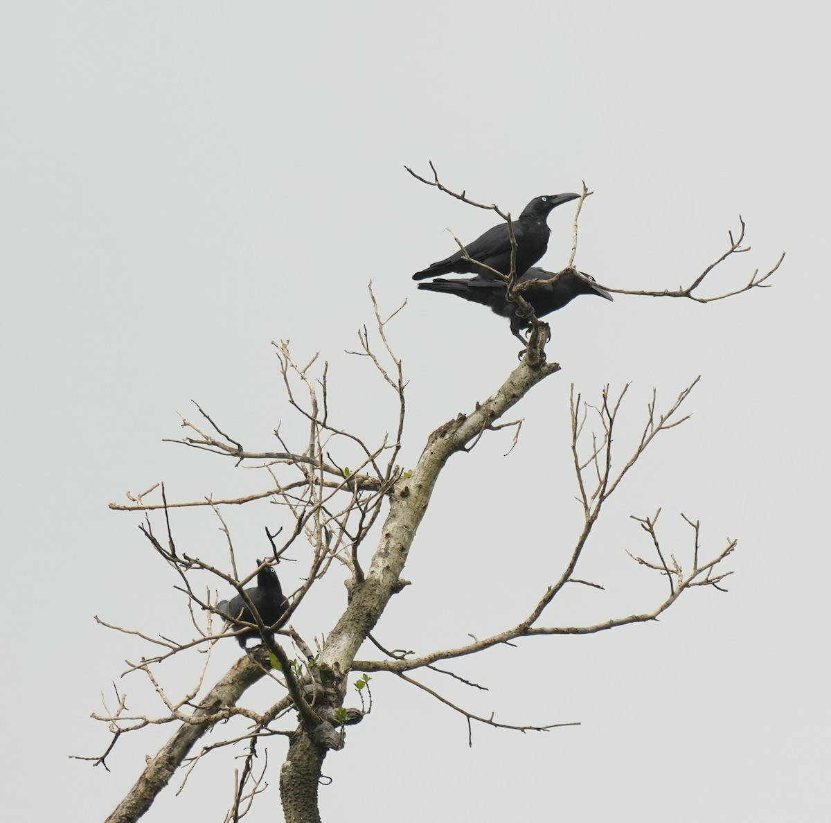 Halmahera Paradise-crow - ML629279569