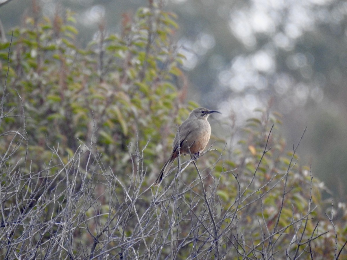 drozdec kalifornský - ML629279686