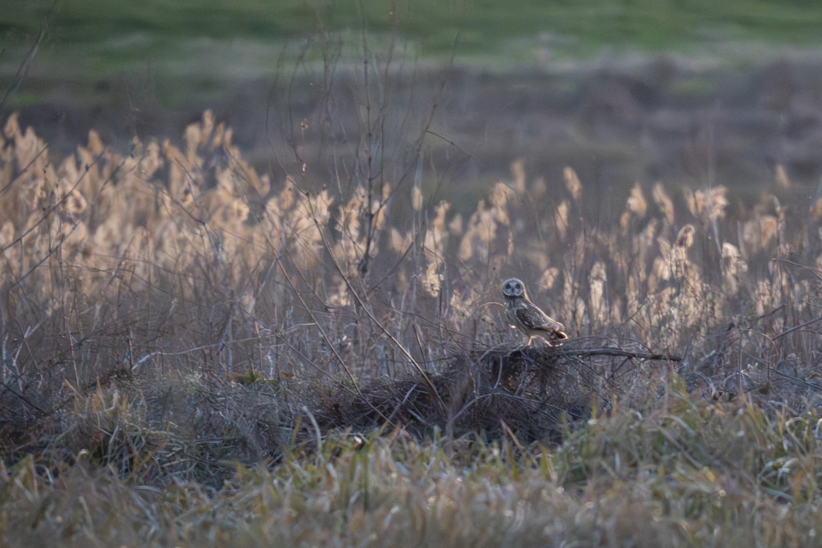 Short-eared Owl - ML629279691