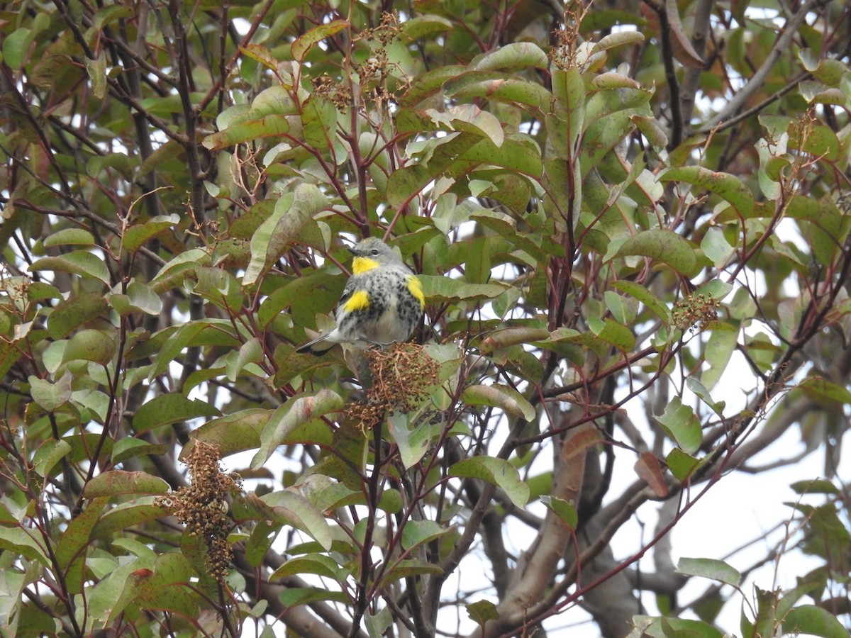 lesňáček žlutoskvrnný - ML629279693