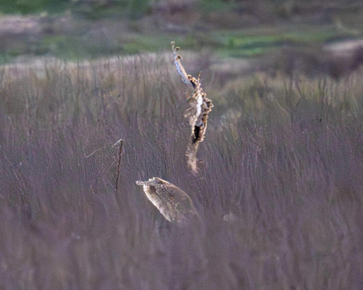 Short-eared Owl - ML629279704