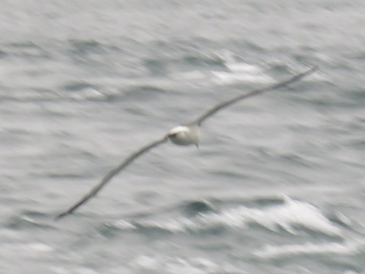 Salvin's Albatross - ML629279748