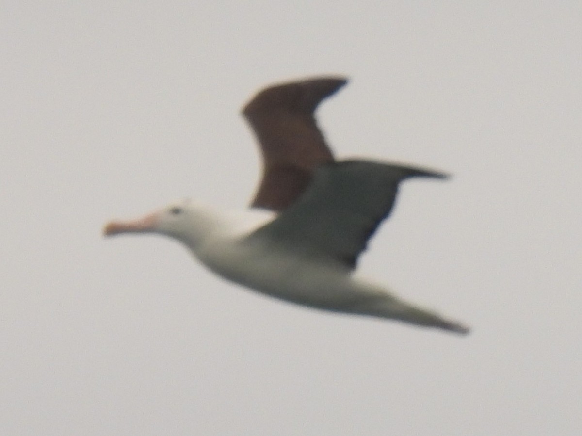 Northern Royal Albatross - ML629280039