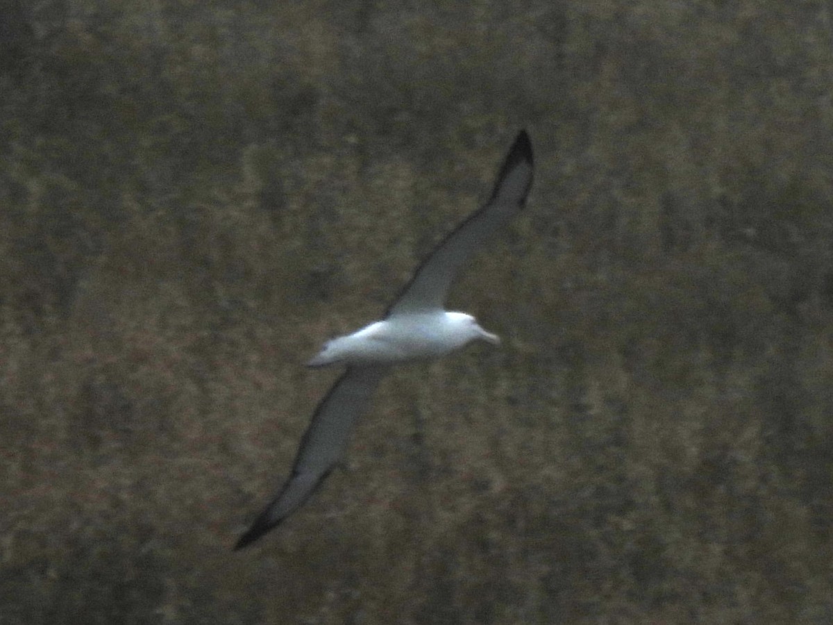 Northern Royal Albatross - ML629280040