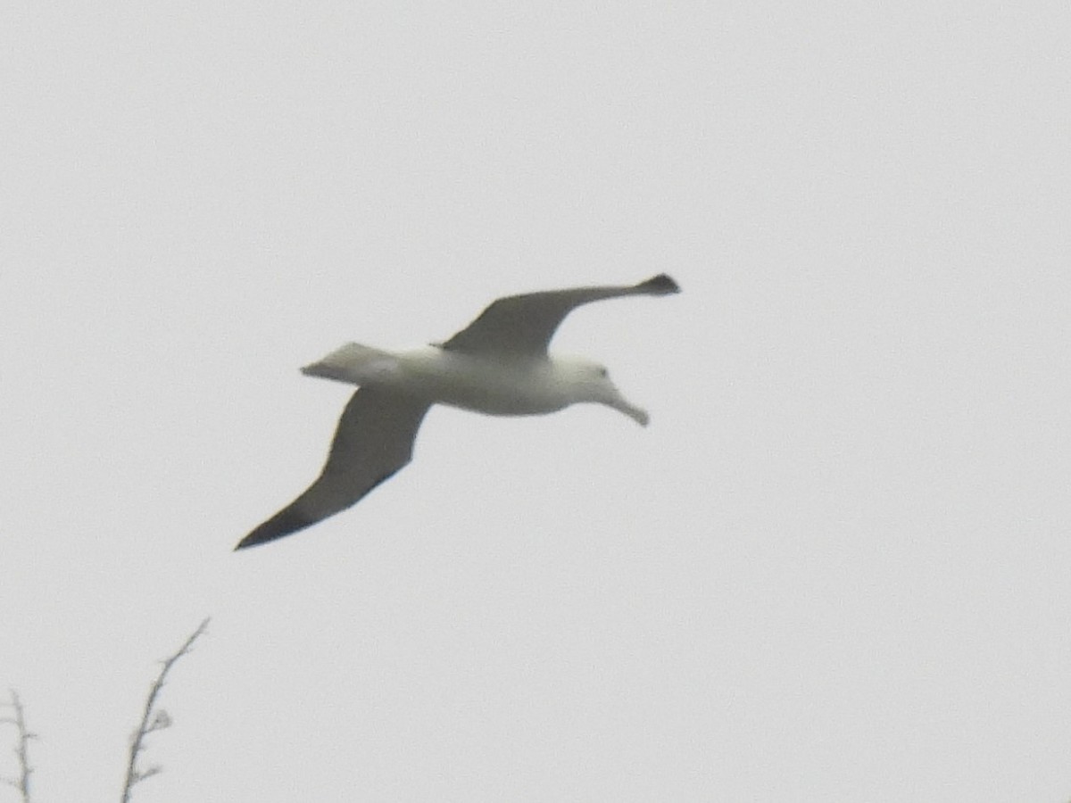 Northern Royal Albatross - ML629280041