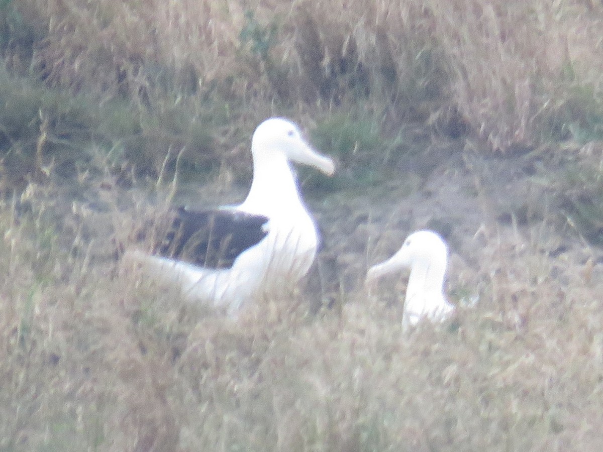 Northern Royal Albatross - ML629280042