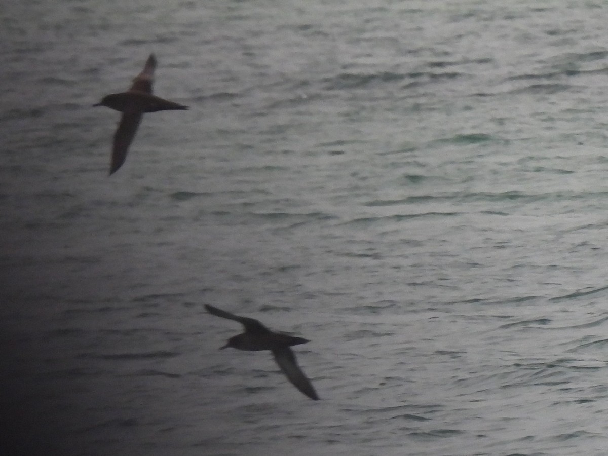 Sooty Shearwater - ML629280060