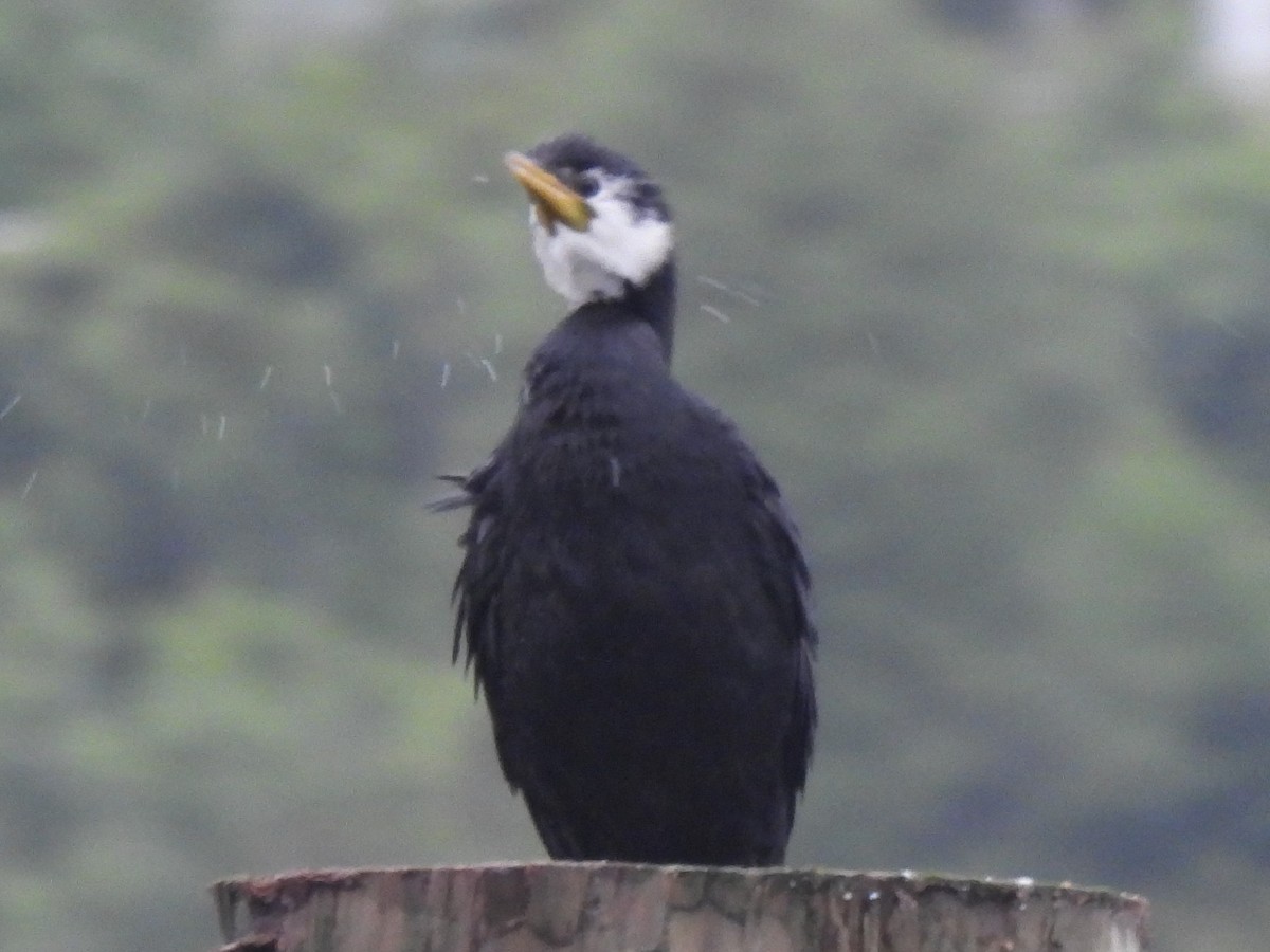 Little Pied Cormorant - ML629280104