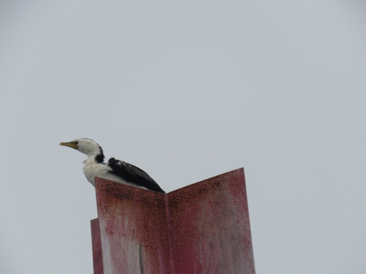 Little Pied Cormorant - ML629280105