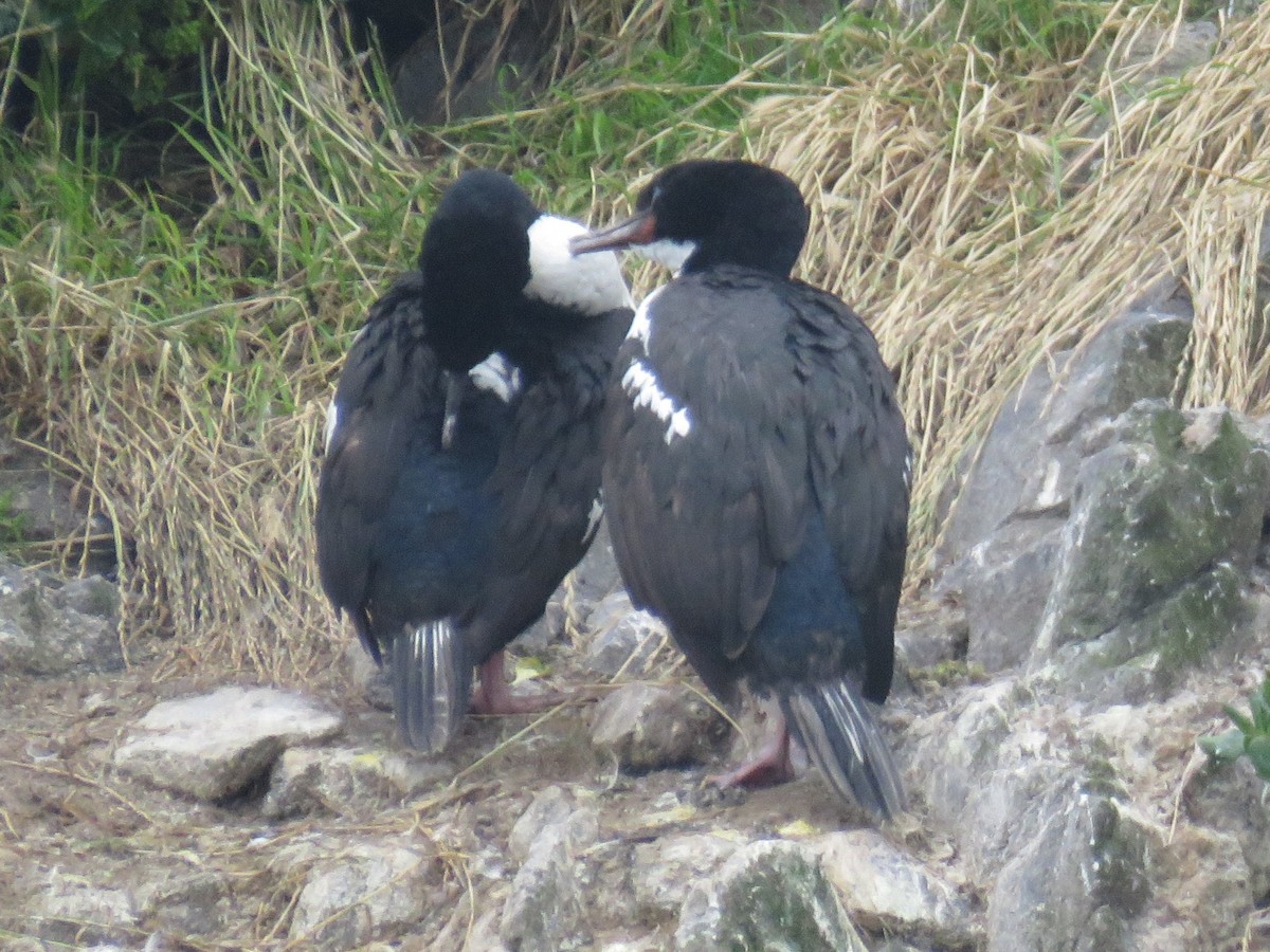 Stewart Island Shag - ML629280138