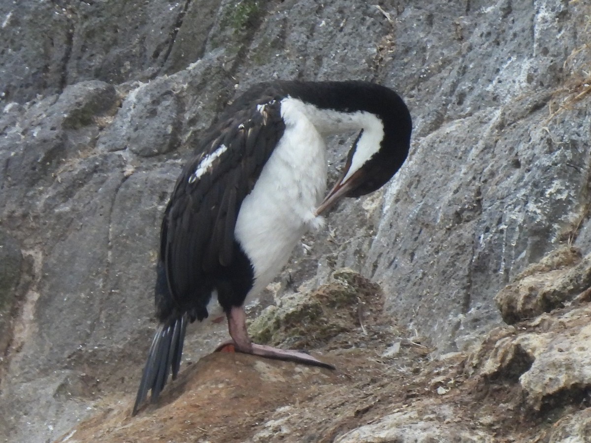 Stewart Island Shag - ML629280139