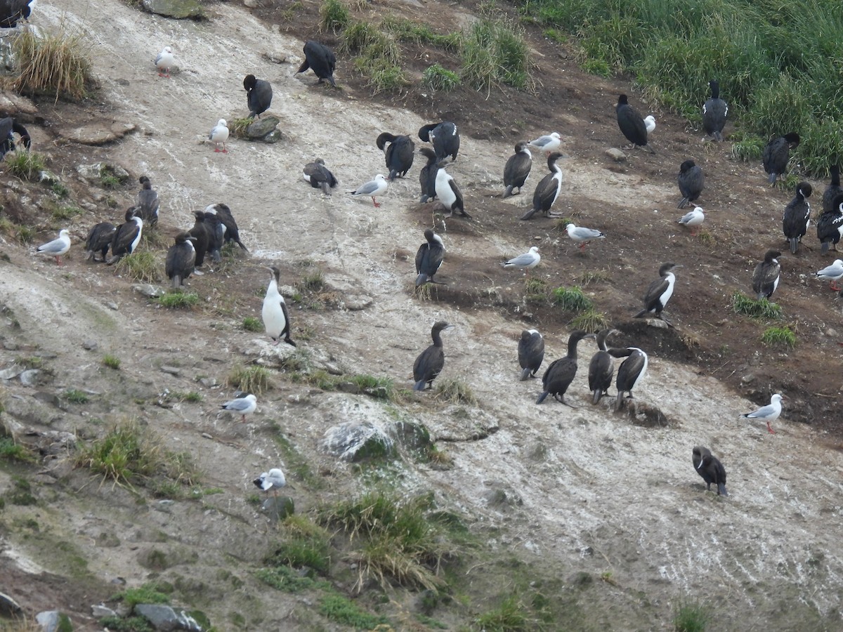 Stewart Island Shag - ML629280140