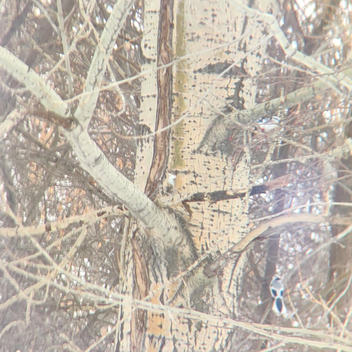 Белая лазоревка - ML629280172